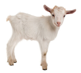 Fototapeta premium Young White Goat Kid on White Background