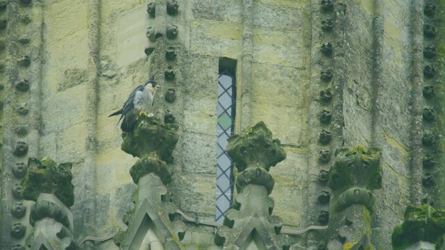 Wild peregrine falcon feeding on prey while perched on historic cathedral stonework in daylight.