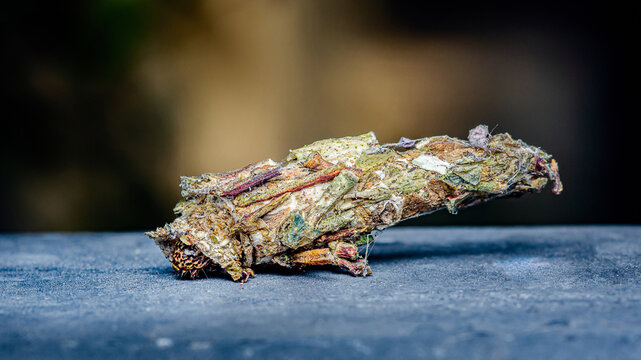 Bagworm larva protecting itself with a case