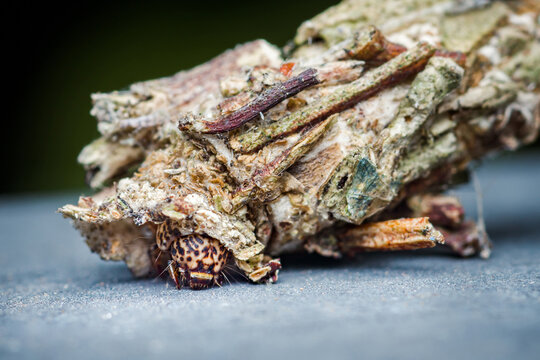 Bagworm larva peeking from camouflaged case