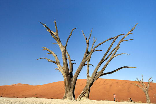 Dead trees in Deadvlei, Sossusvlei, Namib desert, Namibia