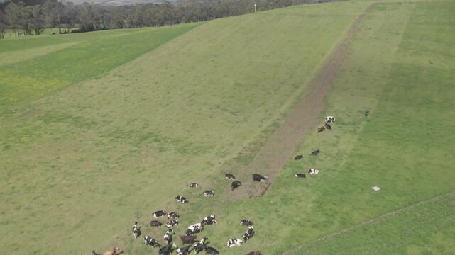 Aerial Backward vie of a valley with cows on a bright day