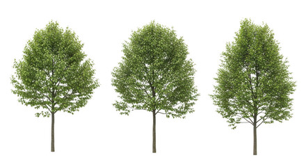 Obraz premium Three green trees with lush foliage isolated on transparent background for landscaping