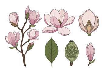 Collection of blooming magnolia flowers, a leaf, a seed pod, and a branch with buds in a charming botanical illustration style © FRIDA STORE