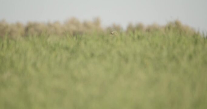 A female great bustard, only the heads visible, moving across the meadow during the spring breeding season, in La Mancha, Spain.