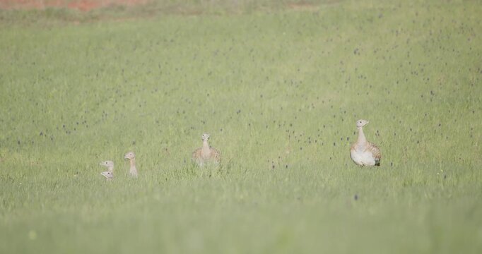 A drove of female great bustard, vigilant in the meadow during the spring breeding season, in La Mancha, Spain.