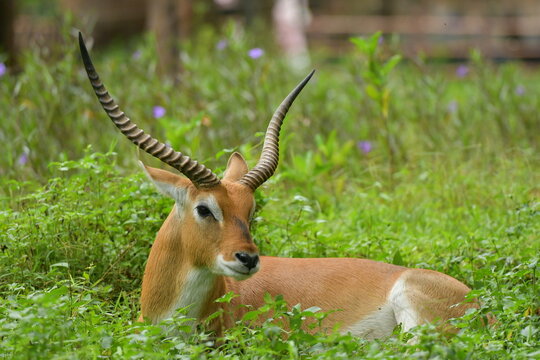 A Lechwe is lying on a grass field at a zoo