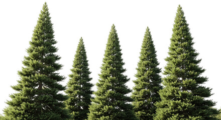 Obraz premium A group of four tall green pine trees isolated on transparent background with lush foliage and branches