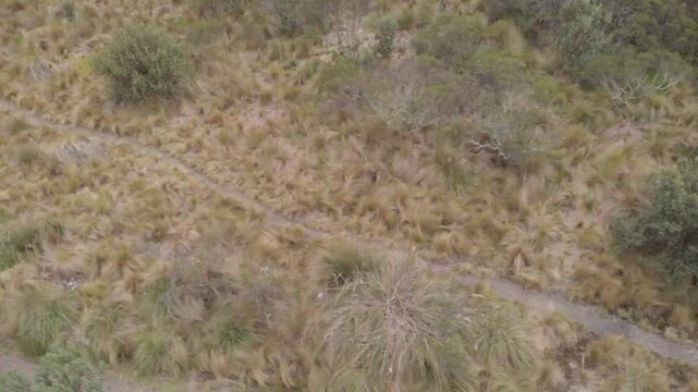 Cinematic drone movement tracking right over a narrow trail crossing paramo grasslands near Mojanda Lake in the Ecuadorian Andes, ideal for travel and nature storytelling.