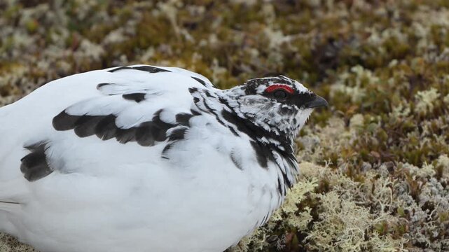 Handheld close view of male rock ptarmigan grazing among moss and heather in low evening light