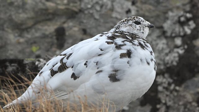 Close handheld view of female rock ptarmigan resting with wind moving feathers in Norwegian mountain landscape