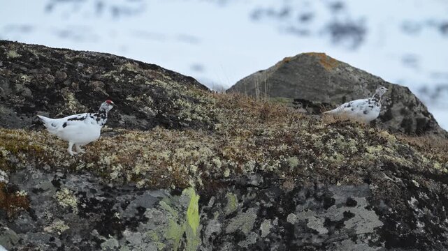 Handheld view of male rock ptarmigan stretching neck and scanning for danger in Norwegian mountain landscape