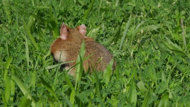 Hamster close up foraging in grass, using front paws to pick food and stuff cheek pouches. Cute small rodent wildlife behavior, macro detail, natural daylight.