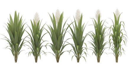 Fototapeta premium A set of five green plants with white flowers isolated on transparent background