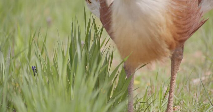 A male close-up great bustard, in the meadow during the spring breeding season, in La Mancha, Spain.