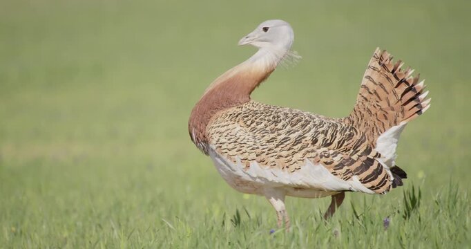 A male great bustard, moving across the meadow during the spring breeding season, in La Mancha, Spain.