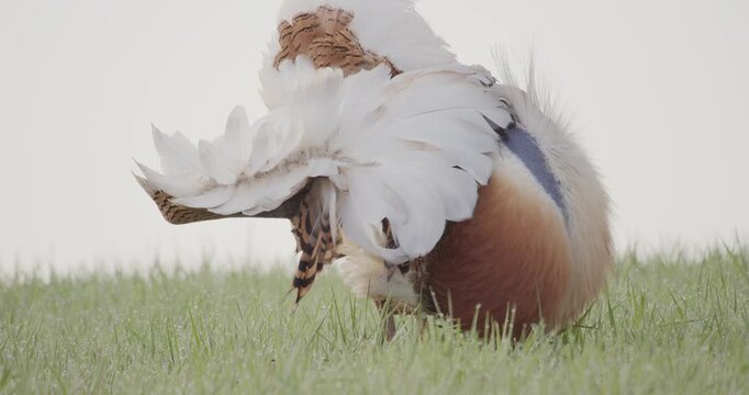 A male great bustard, performing the wheel, in the meadow during the spring breeding season, in La Mancha, Spain.