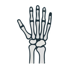 Obraz premium Hand Skeleton Illustration