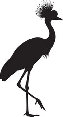 Obraz premium Crowned Crane in silhouette on white background.