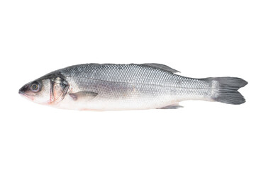 Fototapeta premium Whole raw seabass isolated on white background, fresh silver marine fish with clean scales, healthy seafood ingredient for Mediterranean cooking and gourmet cuisine..