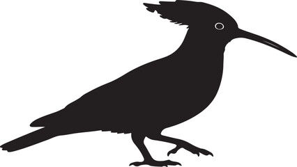 Hoopoe Pigeon in silhouette. © Sundas