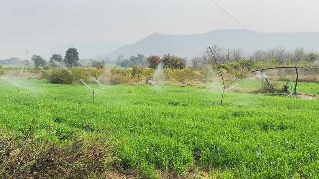 Wide-angle panning view of an entire crop field being irrigated by multiple sprinklers, showing uniform water coverage, healthy vegetation and open rural landscape under daylight.