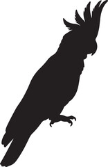 Fototapeta premium Sulphur Crested Cockatoo in silhouette on white background.