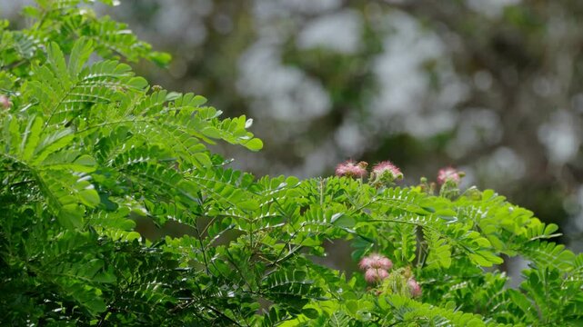 Colorful pink flowers of rain tree are moving in the windy weather with sunny backlit environment.