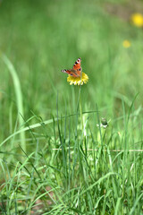 Aglais io. Beautiful colorful butterfly on dandelion flower. Macro of an insect in its natural habitat. butterfly in nature. Spring season, beauty of nature. summer meadow and its inhabitants