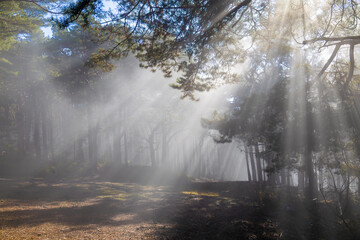 Sanfte Sonnenstrahlen durchbrechen im Pf&auml;lzerwald den morgendlichen Nebel und tauchen den stillen Wald in eine fast m&auml;rchenhafte, ruhige Atmosph&auml;re