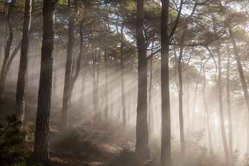 Sanfte Sonnenstrahlen durchbrechen im Pf&auml;lzerwald den morgendlichen Nebel und tauchen den stillen Wald in eine fast m&auml;rchenhafte, ruhige Atmosph&auml;re