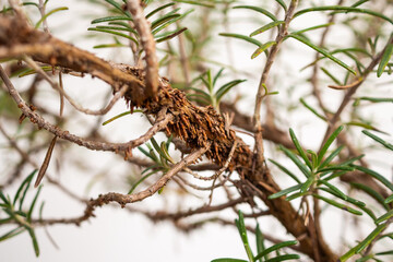Obraz premium Rosemary Branch with Aerial Roots, Herb Propagation Concept