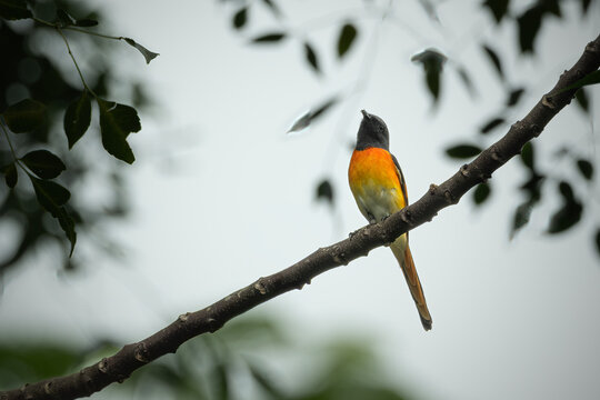 A beautiful orange minivet perched on tree branch