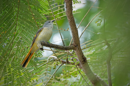 A beautiful orange minivet perched on tree branch