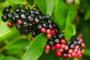 Clusters of Ripe Red and Black Ardisia polycephala fruit on branch