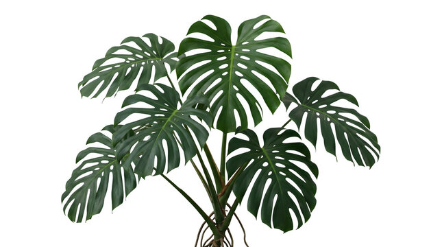 Lush Green Monstera Deliciosa Plant with Large Split Leaves isolated PNG with Transparent Background