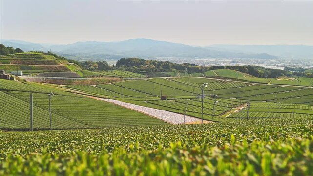  視界を染める緑のじゅうたん。70ヘクタールの丘陵に広がる、日本有数の銘茶の故郷
福岡県八女市「八女中央大茶園」
A carpet of green fills the sky. Spread across 70 hectares of hills, this is the home of some of Japan's finest teas.
Yame Central Tea Garden,