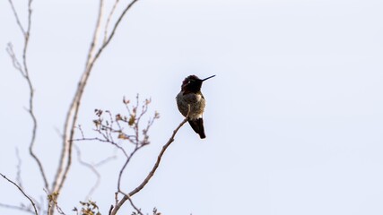 COLIBRI EN UNA RAMA © Marcos