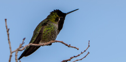 COLIBRI EN UNA RAMA © Marcos