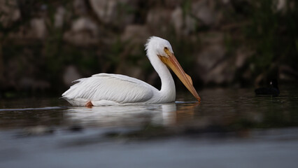 PELICANO AMERICANO BLANCO