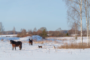 horses in snow