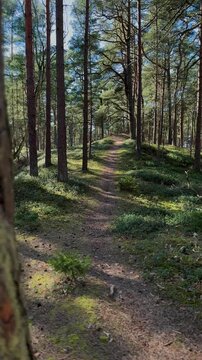 Forest vegetation with grass and heather shining in sunlight. Peaceful woodland nature scene.