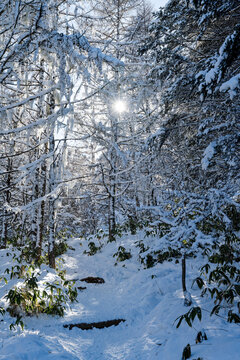 雪が積もる森に差す木漏れ日