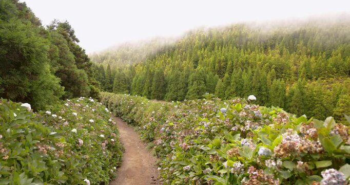 Walking on a path through a field of green hydrangea bloomed bushes with white flowers.