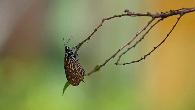 Blue Tiger Butterfly in Slow Motion &ndash; Resting on Green Leaf with Striking Blue and White Wing Patterns, Swaying Strongly with the Breeze in a Serene Background