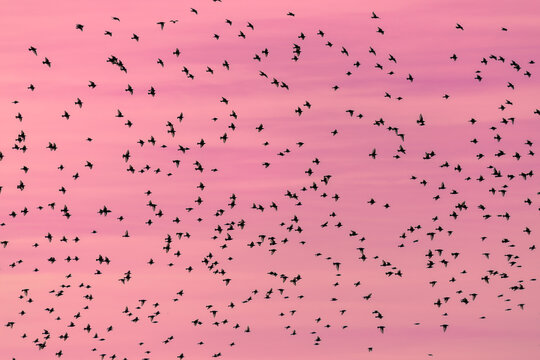 Flock of starlings in flight at dusk. Sturnus.