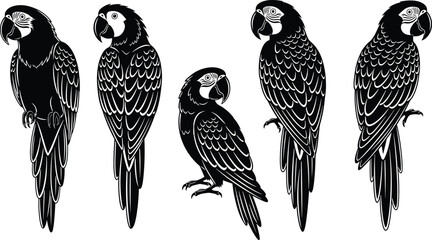 Black and white macaw parrot silhouette set featuring five exotic tropical birds with detailed feather patterns isolated on white background. © MdFiroz