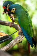Obraz premium Tropical Parrots Eating on Tropical Tree Branch in Brazil
