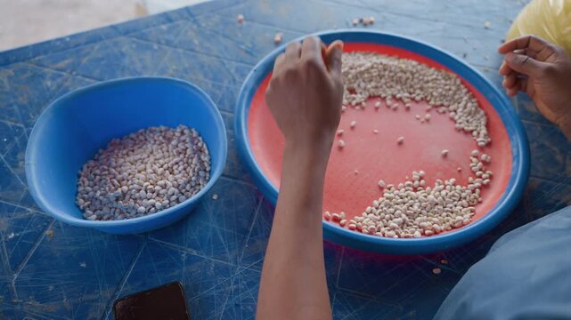 Hands carefully washing beans over colorful strainer. Female cook filtering beans into bowl in domestic setting. Household scene where cook meticulously sorts beans through strainer into container