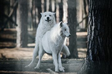 Majestic Arctic Wolves in sunlight, two white Polar Wolves resting near tree in natural forest environment, Canis lupus arctos portrait © Enrico Obergefäll